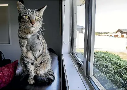  ?? ANDY JACKSON/STUFF ?? Kinja the tabby, from Bell Block, is yearning to be back outside following an operation to have his leg amputated after a bullet shattered the bone.