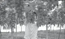  ?? WANG JIA / CHINA DAILY ?? Li Hanlin works in a vineyard at a plantation that employs disabled people in Nantong, Jiangsu province, on June 14.