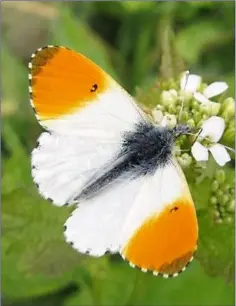  ??  ?? The emergence of the Orange Tip butterfly is one of the signs that spring is well underway.