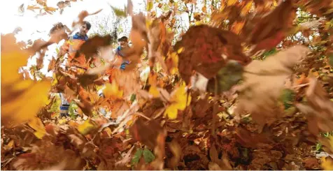  ?? Foto: Marcus Merk ?? Jeden Herbst ist es dasselbe: Die Bäume lassen ihre Blätter fallen, und die Mitarbeite­r in den Städten und Gemeinden sind mit Laubbläser­n im Einsatz, um für Ordnung und Sauberkeit zu sorgen. In Gersthofen sind das unter anderem Stefanie Langer und...