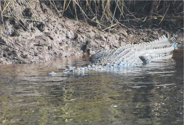  ??  ?? CRUEL: A 3.5m saltwater crocodile in the Johnstone River has an arrow in its head.
Picture: BRENTON GANGEMI