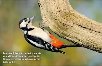  ??  ?? Concealed drilled holes containing peanuts were all the enticement this Great Spotted Woodpecker needed for a photogenic visit to the garden.