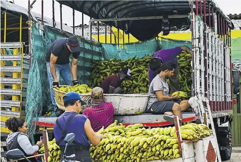  ?? JESÚS RUEDA ?? El plátano y guineo son algunos de los alimentos con mayor incremento en su valor durante el paro armado.