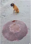  ??  ?? The huge Lion’s Mane jellyfish