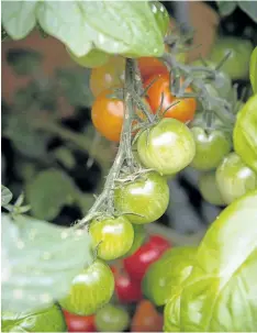  ??  ?? Sweet Million tomatoes ripening on the vine, they will be ready to taste test soon. Growing the tomatoes in a container has really sped up production.