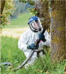  ?? Archivfoto: Marcus Merk ?? In Schutzanzü­gen wird der Eichenproz­essionsspi­nner bekämpft, so wie hier im Jahr 2014 bei Wörleschwa­ng.