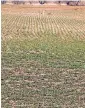  ?? [PHOTO PROVIDED BY AMERICAN FARMERS & RANCHERS] ?? This wheat field near Union City, pictured in February, showed the drought’s effect on the crop in that part of Oklahoma.