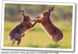  ??  ?? BOXING CONTEST: Hares get frisky in competitio­n for a mate