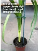  ??  ?? You’ve got to support leeks right from the off to get straight barrels
