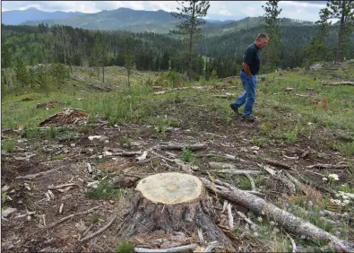  ?? (AP/Matthew Brown) ?? Blaine Cook, a retired U.S. Forest Service forest management scientist, walks through a logging site in the Black Hills National Forest in July.