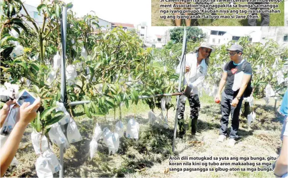  ??  ?? Aron dili motugkad sa yuta ang mga bunga, gitukoran nila kini og tubo aron makaabag sa mga sanga pagsangga sa gibug-aton sa mga bunga.