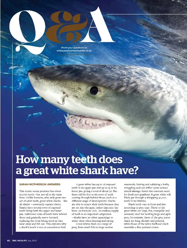 how-many-teeth-does-a-great-white-shark-have-pressreader