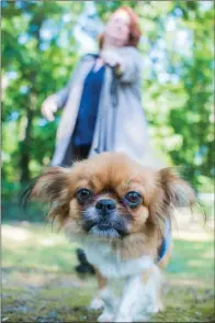  ?? WILLIAM HARVEY/RIVER VALLEY & OZARK EDITION ?? Whimsy takes a walk in Laurel Park in Conway with her owner, Robin Walloch. Whimsy is a service dog, which is unusual for a Tibetan spaniel, Walloch said. She said Whimsy alerts her “before I spiral out of control” with a heart episode.