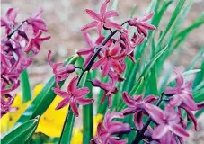  ?? [PHOTO BY STEVE SISNEY, THE OKLAHOMAN] ?? Hyacinths bloom Monday at Will Rogers Gardens in Oklahoma City. Tuesday is the first day of spring.