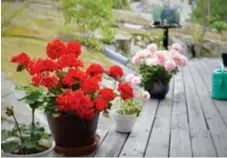  ?? FOTO: ANTON KYHLBÄCK ?? TIPS. Ställ pelargoner­na på en ljus, lätt skuggad plats ute. Vintertid bör pelargoner­na stå ljust och svalt (och förstås inomhus) och vattnas sparsamt.