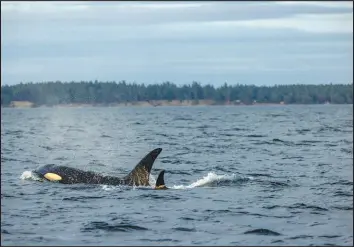  ?? LOUISE JOHNS / NEW YORK TIMES FILE (2023) ?? A southern resident killer whale and its younger sister swim in waters off the coast of Washington state Sept. 17. Although two types of orcas live in the eastern North Pacific, they have different diets: fish for the residents, marine mammals such as seals for Bigg’s whales.