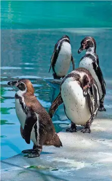  ?? FOTO: IRIS MAURER ?? Die Pinguine im Saarbrücke­r Zoo.