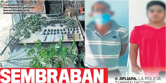  ?? ?? Las plantas de marihuana decomisada­s fueron llevadas a las instalacio­nes de la Policía.