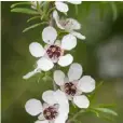  ??  ?? Leptosperm­um