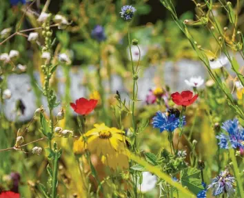  ?? Foto: Julia Ehrlich/Stadt Günzburg ?? Eine ganze Menge an Wildblumen auf öffentlich­en Flächen wurden in der Vergangenh­eit in der Stadt Günzburg gepflanzt. Hier erfreut eine farbenpräc­htige Blumenwies­e im Kötzer Weg.