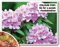  ?? ?? COLOUR POP: Go for a purple rhododendr­on