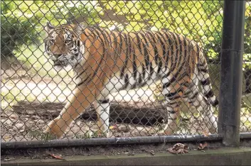  ?? Ned Gerard / Hearst Connecticu­t Media ?? Zeya, one of two Amur tigers at Connecticu­t’s Beardsley Zoo, in Bridgeport. Zeya is scheduled to leave the zoo Tuesday to go to another facility for breeding purposes.