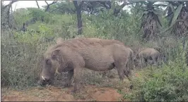  ?? PICTURE: JANET HEILBUTH ?? UNRUFFLED: A warthog and baby were unperturbe­d by our presence.