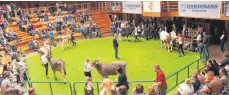  ?? FOTO: SARAH HEINZLER ?? Beim Cow-Showing stellten die Jungzüchte­r ihrer Rinder im Schauring vor. Bei dem Wettbewerb in Bad Waldsee schnitten Teilnehmer­innen und Teilnehmer aus dem Kreis Biberachse­hr erfolgreic­h ab.