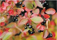  ?? ?? Black chokeberry turns glorious shades of red and orange in the autumn, it holds the black fruit well into the cold weather.