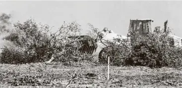  ?? William Luther / Staff photograph­er ?? Citrus trees are burned near Hargill. Initial tallies indicate more than $300 million in losses to Texas’ citrus industry in the wake of the freeze, which also damaged other crops, from onions and cabbage to cilantro and celery.