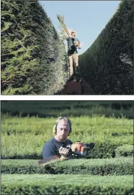  ?? PICTURES: ANDREW MATTHEWS/PA WIRE ?? STATELY LINES: The circular maze in the gardens the Grade II listed stately home at Stansted Park, contains more than 500 yew trees and about a kilometre of hedging.