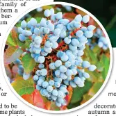  ?? ?? BERRY NICE:
Mahonia aquifolium, left. Above: Mahonia x media Charity