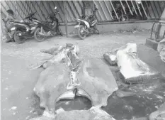  ?? RIC V. OBEDENCIO ?? A policeman guards the seized pieces of meat of two manta rays in Tagbilaran City.