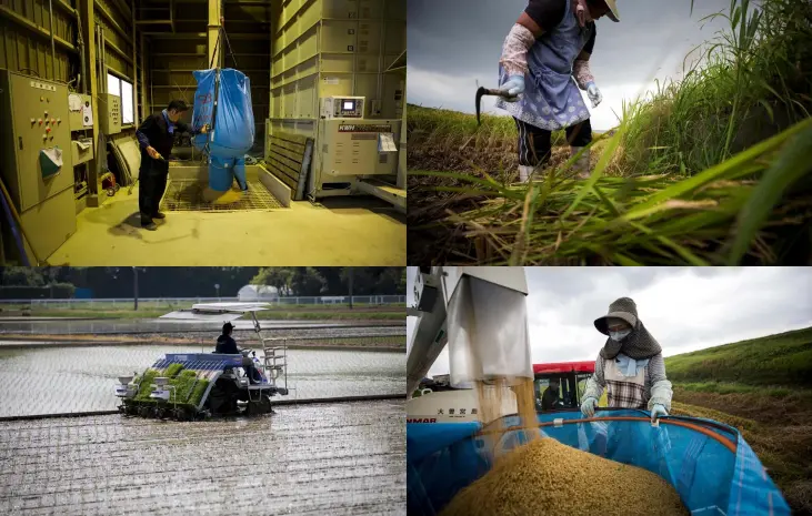  ??  ?? (Clockwise from top left) A farmer loads harvested rice into a machine to dry them. • Mayumi Oya harvests the rice with a sickle.• Toshiko Ogura loads harvested rice by a combine. • Yuichi Ogura plants rice seedlings on his paddy in Kazo city, Saitama prefecture.