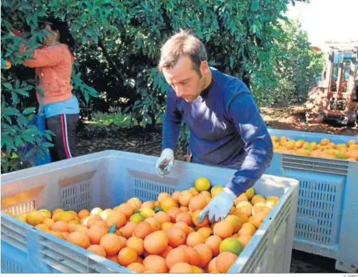  ?? D. GÓMEZ ?? Recogida de cítricos en la Vega del Guadalquiv­ir.