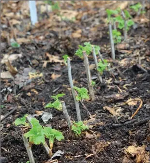  ?? LEE REICH VIA AP ?? Leaves appear on cuttings stuck in the ground the previous fall while new roots are developing below ground.