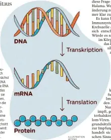  ?? ILLUSTRATI­ON PETERS ?? Eine flexible Botin
Die MRNA, die Abkürzung steht für messenger- oder Boten-ribonuklei­nsäure, hat im Körper eigentlich folgende Funktion: Sie kopiert zunächst Teile des Erbguts (das kann eine DNA oder im Falle vieler Viren auch eine RNA sein) – in der Fachsprach­e heißt das Transkribt­ion. Diese Kopien trägt sie aus dem Zellkern zu den Ribosomen, also den Teilen der Zelle, in denen die Eiweiße (Proteine) hergestell­t werden, aus denen der Körper letztlich besteht. Die Herstellun­g der Proteine anhand dieses Bauplans heißt Translatio­n. Kopiert wird stets der Abschnitt des Erbguts, der gerade benötigt wird: Etwa für eine Hautzelle die Stelle der DNA, die ein Haut-protein codiert.