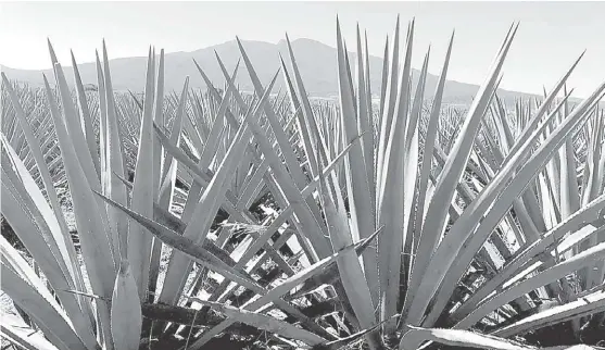  ?? ESPECIAL ?? Suman cincuenta los países en el mundo que reconocen al tequila como producto distintivo de México