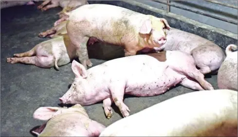  ?? GREG BAKER/AFP ?? China’s pork industry has been left reeling from African swine fever, which has devastated its pig herd, sent pork prices soaring and forced the country to increase imports to satisfy demand – but analysts warn worse is yet to come.