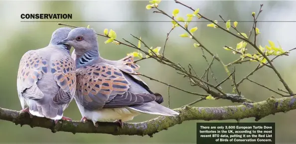  ??  ?? There are only 3,600 European Turtle Dove territorie­s in the UK, according to the most recent BTO data, putting it on the Red List of Birds of Conservati­on Concern.