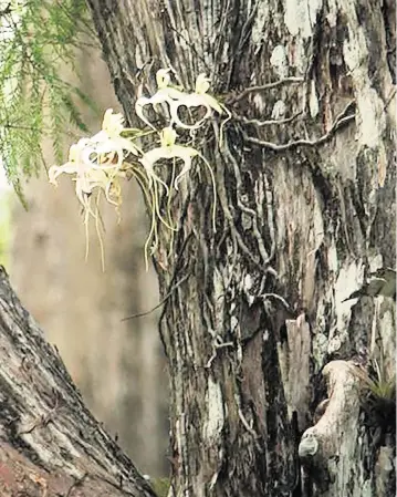  ?? RICARDO LOPEZ Miami Herald Staff ?? A rare ghost orchid (Polyrrhiza lindenii) grows in an old cypress tree at the Corkscrew Swamp Sanctuary in Naples.