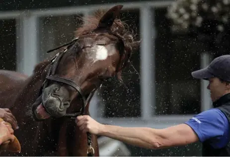  ?? JULIE JACOBSON/THE ASSOCIATED PRESS ?? Irish War Cry, seen here enjoying a bath on Friday, is the 7-to-2 early favourite to win the Belmont Stakes on Saturday in a field short on favourites.
