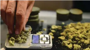  ?? AFP ?? A vendor weighing buds for card-carrying medical marijuana patients attending Los Angeles’ firstever cannabis farmer’s market at the West Coast Collective medical marijuana dispensary. —