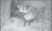  ?? Courtesy photo/ OKC Zoo ?? Pictured above is a male bat-eared fox. Special to the Herald