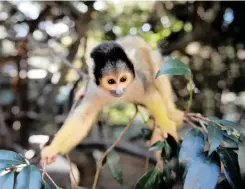  ??  ?? SEE THEM CLIMB: Squirrel monkeys are New World monkeys of the genus Saimiri. They are the only genus in the subfamily Saimirinae.