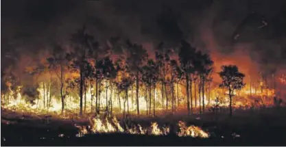  ?? Library Photo: Free Image ?? A thousand years ago burning a forest down to cultivate land did not cause significan­t problems. Today the same action threatens our future.