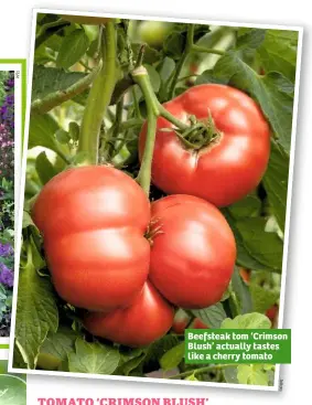  ?? Su   on s ?? Beefsteak tom ‘Crimson Blush’ actually tastes like a cherry tomato