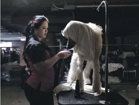  ??  ?? Natalie Craig blow-dries Chaos, a two-year-old standard poodle, in a makeshift bathing centre at Groom Expo.