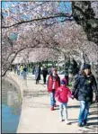  ?? ?? A family walks among cherry blossom trees that have begun to bloom, March 20, along the tidal basin in Washington, on the first day of the National Cherry Blossom Festival. (AP)