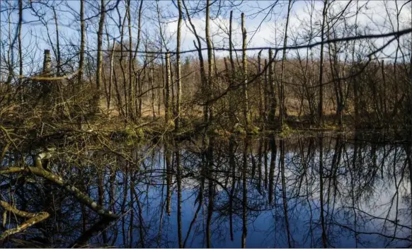  ?? ?? Urørt skov er ikke urørt skov. Etablering­en sker ved, at man faelder og ødelaegger almen skov. Arealerne efterlades som enten åbne lysarealer, som arealer med faeldning eller som arealer med stående døde traeer, påpeger Mogens Aaby. Foto: Anders Rye Skjoldjens­en